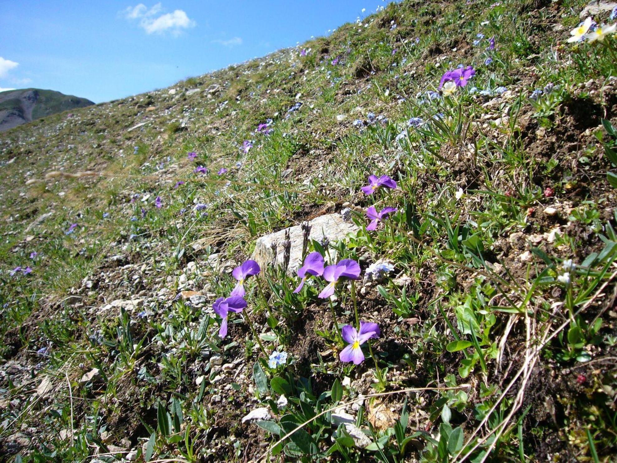 Trollenhof Im Allgaeu - Ferienwohnungen Saeuling Ruckholz Esterno foto
